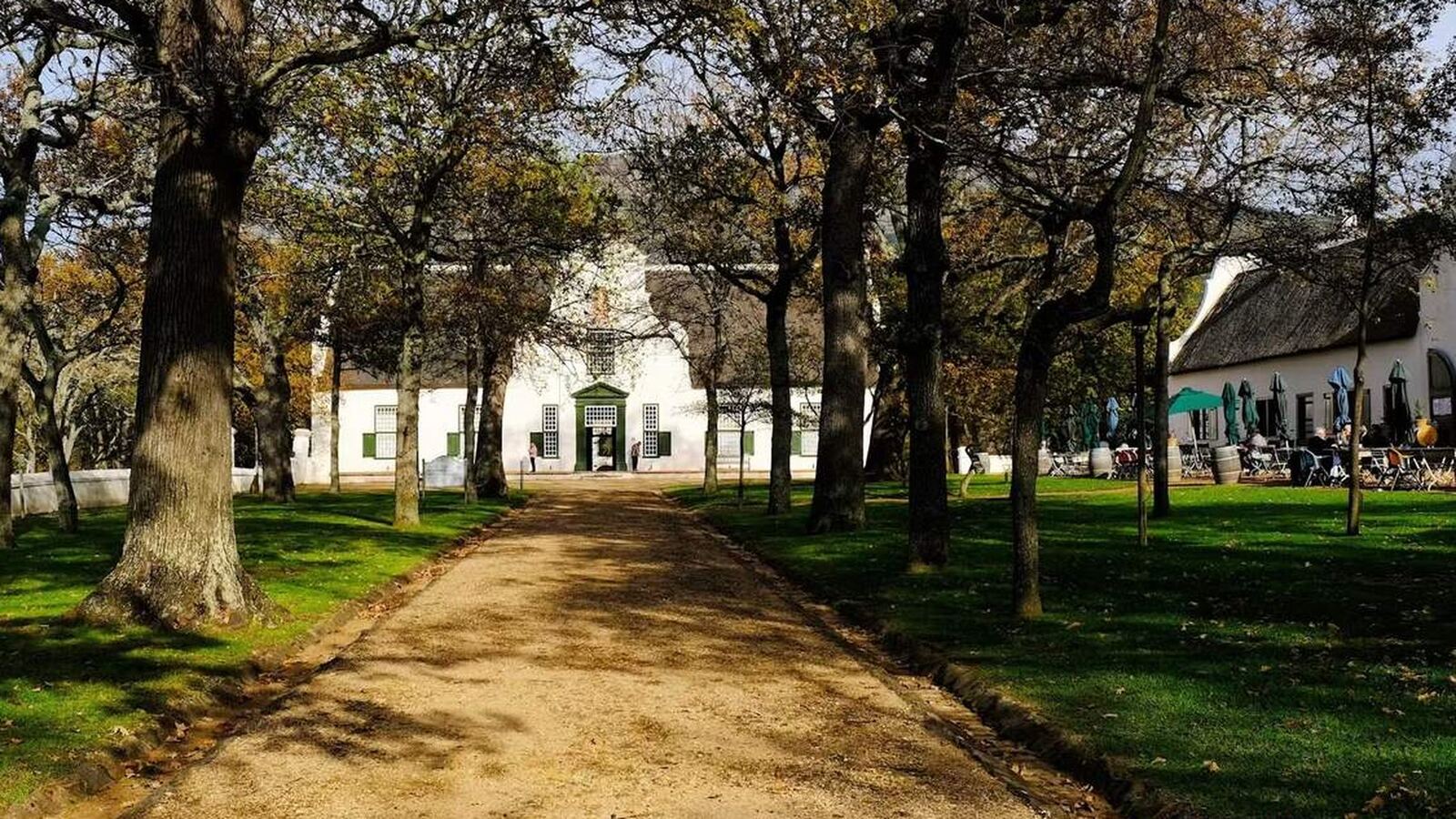 Historic Constantia wine estate with oak trees and white Cape Dutch gables