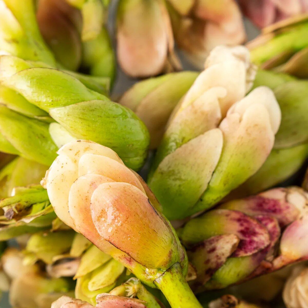 Fresh waterblommetjies and Cape produce selected at market in natural light