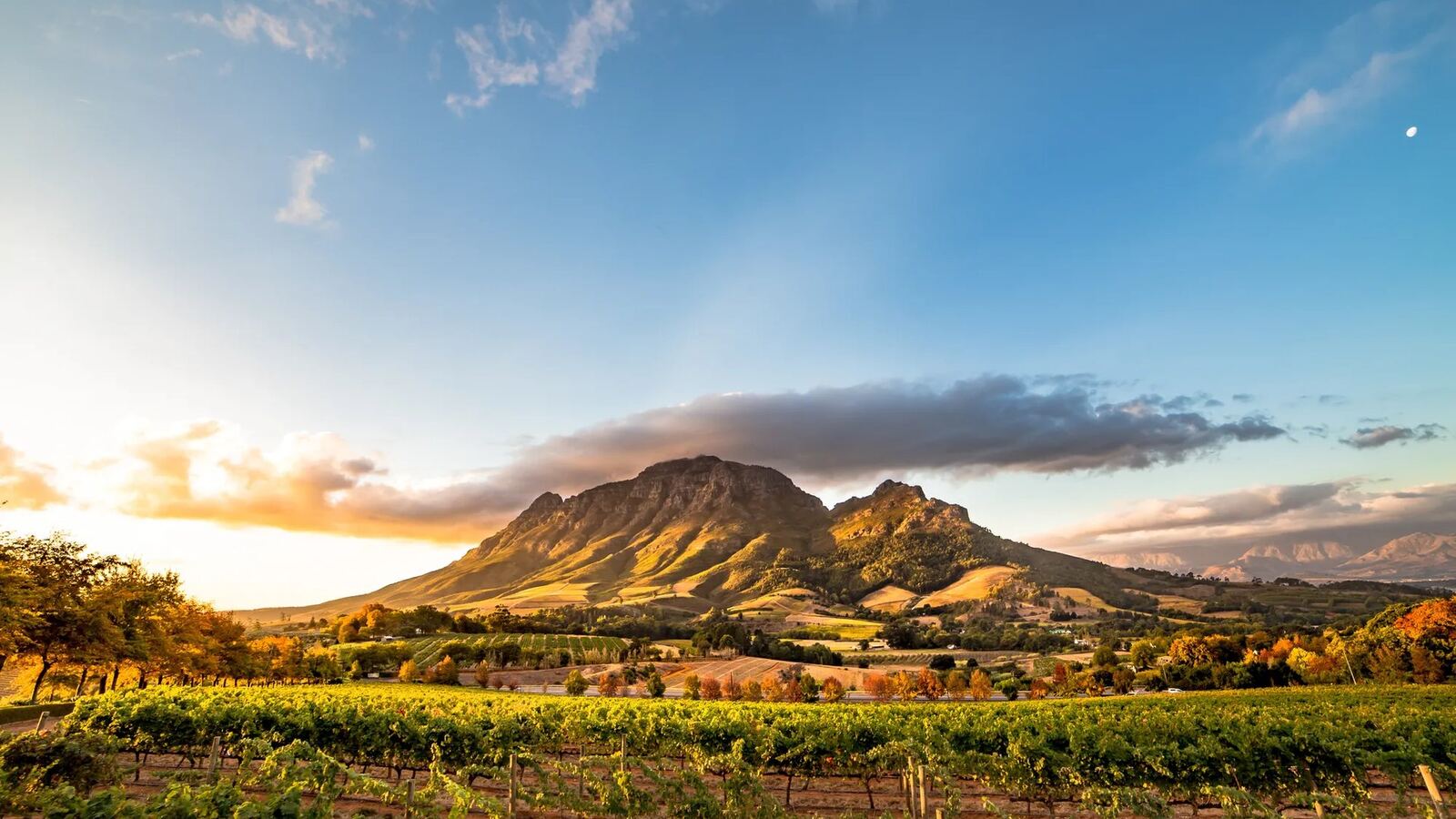 Vineyard rows and mountains in golden late-afternoon light in the Cape Winelands